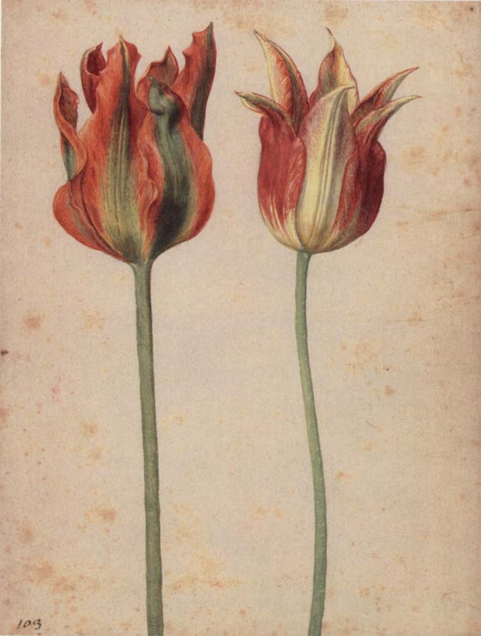 Georg Flegel Two Tulips